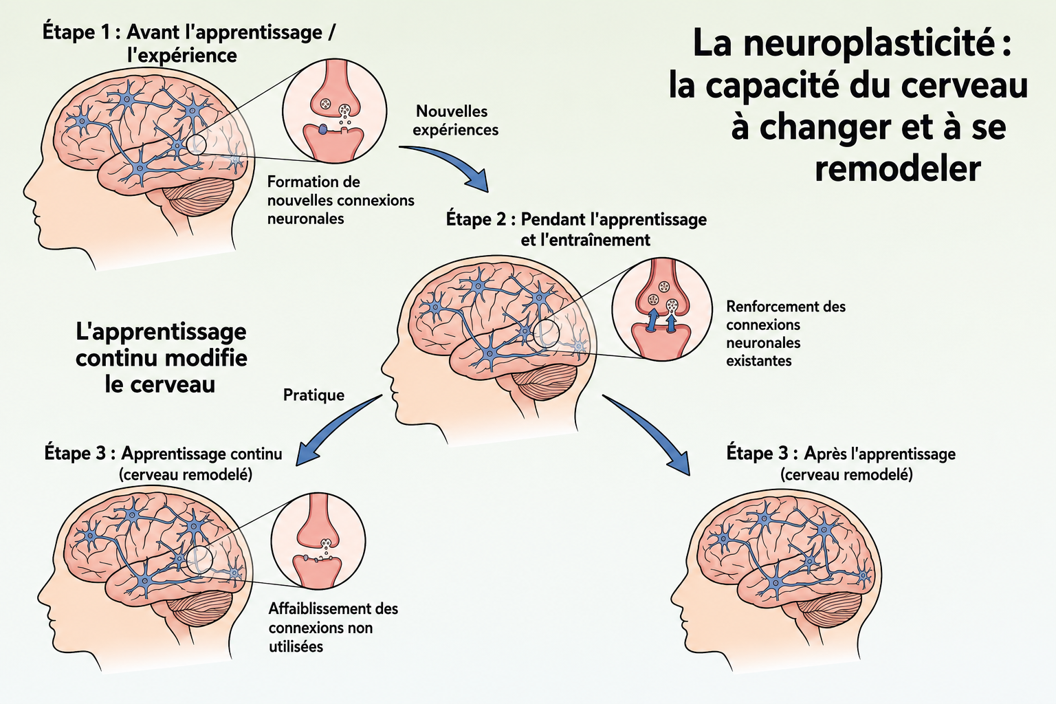 La neuroplasticité